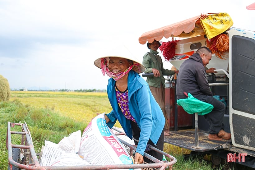 Nông dân Hà Tĩnh phấn khởi xuống đồng thu hoạch lúa hè thu