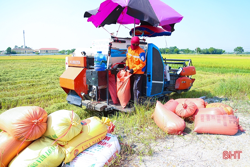 Nông dân Hà Tĩnh phấn khởi xuống đồng thu hoạch lúa hè thu