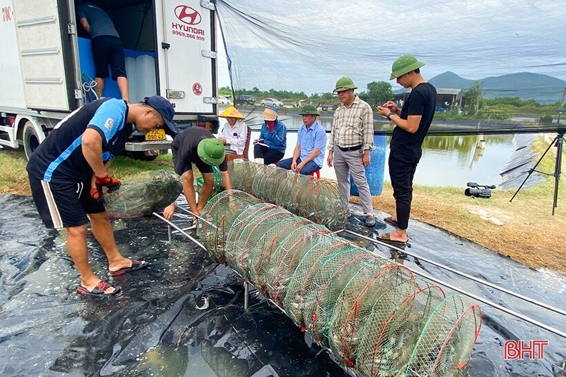 Mô hình nuôi tôm công nghệ tuần hoàn nước lần đầu được áp dụng thành công ở Kỳ Anh