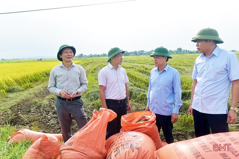 Tập trung thu hoạch nhanh gọn lúa hè thu, tránh thiệt hại do mưa lũ