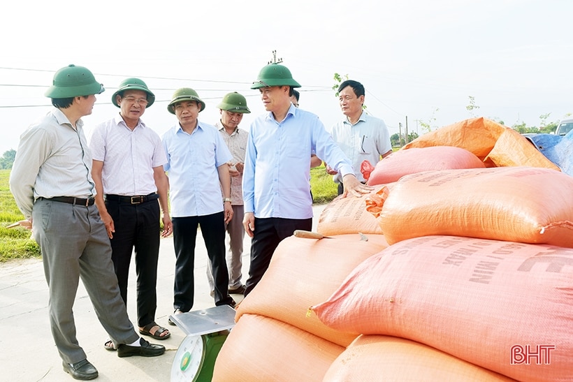 Tập trung thu hoạch nhanh gọn lúa hè thu, tránh thiệt hại do mưa lũ