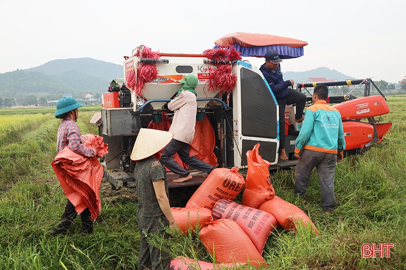 Lúa hè thu tăng giá, dễ bán, nông dân Hà Tĩnh mừng ra mặt