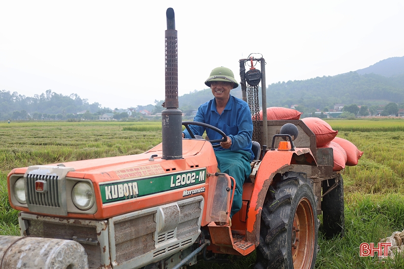 Lúa hè thu tăng giá, dễ bán, nông dân Hà Tĩnh mừng ra mặt