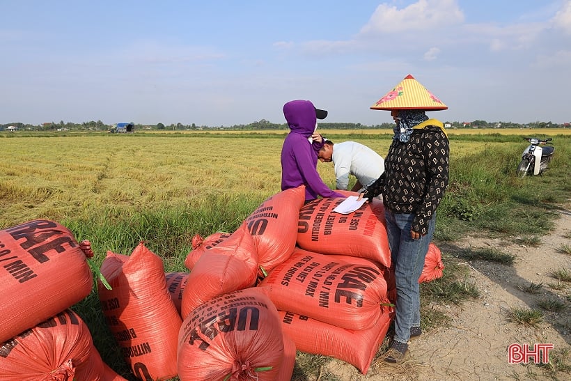 Lúa hè thu tăng giá, dễ bán, nông dân Hà Tĩnh mừng ra mặt