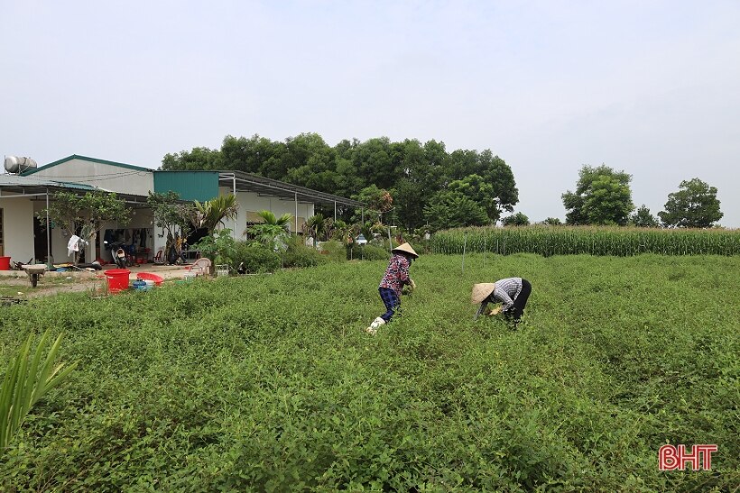 Người phụ nữ với khát vọng làm giàu từ cà gai leo