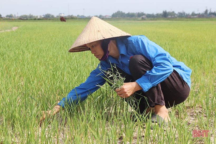 Thiếu nguồn nước tưới, người dân vùng mỏ sắt Thạch Khê sản xuất lúa đánh cược với trời