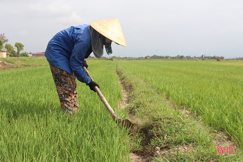 Thiếu nguồn nước tưới, người dân vùng mỏ sắt Thạch Khê sản xuất lúa đánh cược với trời