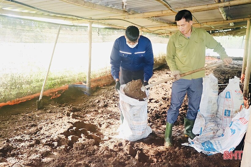 Triển vọng từ mô hình nuôi giun quế ở Vũ Quang