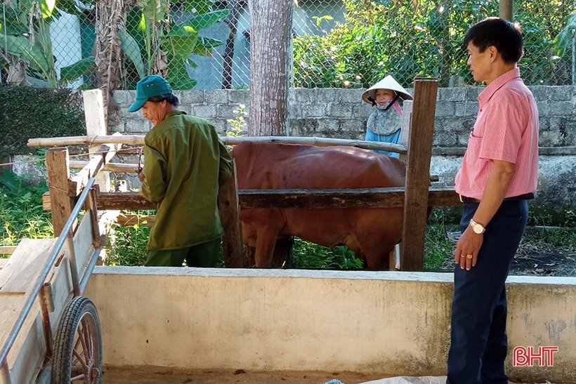 Hà Tĩnh tập trung cao tiêm phòng gia súc, gia cầm đợt 2 năm 2023