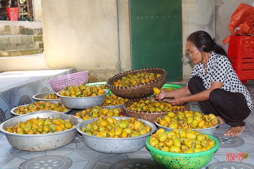 Mùa hồng thêm vui của bà con Vũ Quang