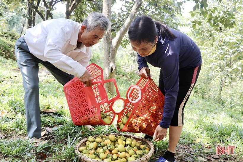 Mùa hồng thêm vui của bà con Vũ Quang