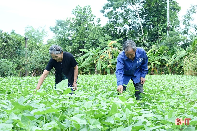 Hà Tĩnh có 4 cá nhân tham dự hội nghị biểu dương người cao tuổi làm kinh tế giỏi toàn quốc