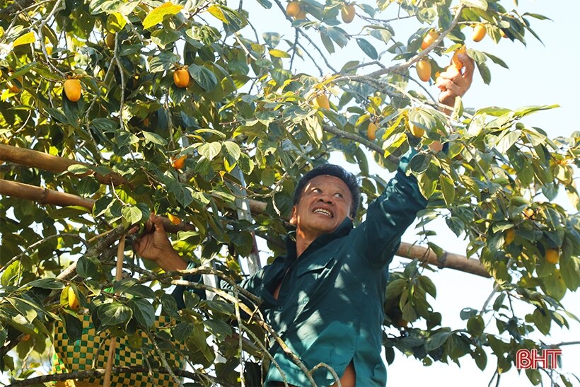 Mùa hồng thêm vui của bà con Vũ Quang