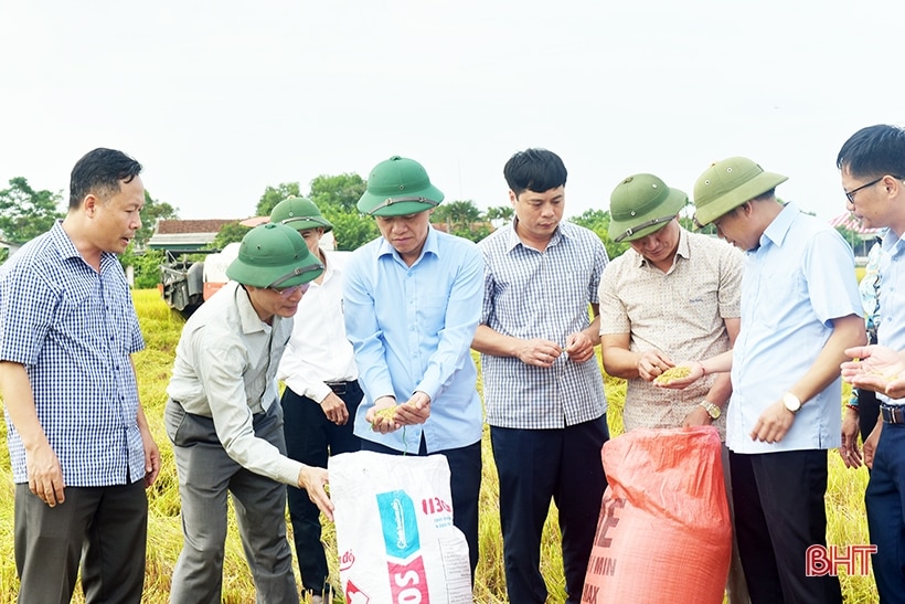 Tập trung thu hoạch nhanh gọn lúa hè thu, tránh thiệt hại do mưa lũ