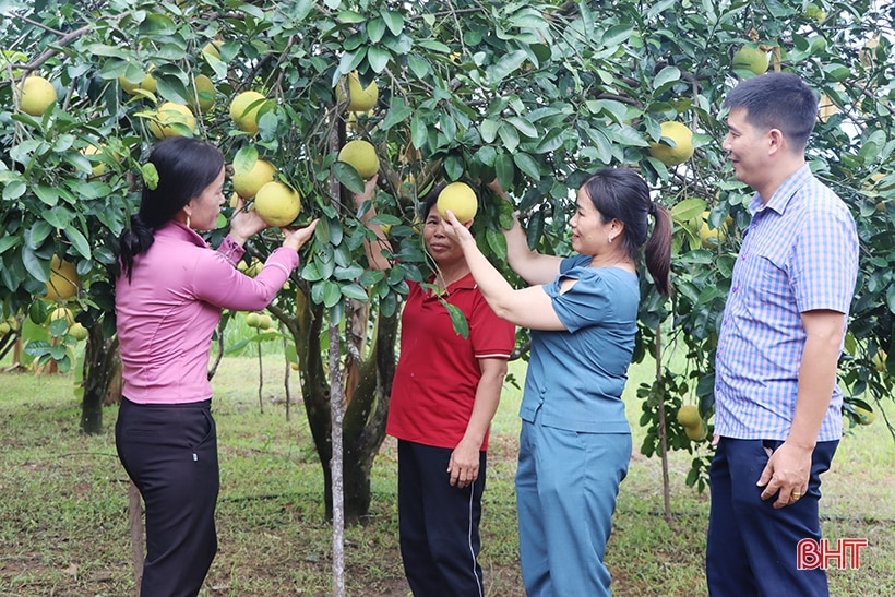 Nông dân Hà Tĩnh bắt nhịp xu hướng sản xuất nông nghiệp hữu cơ trên cây ăn quả