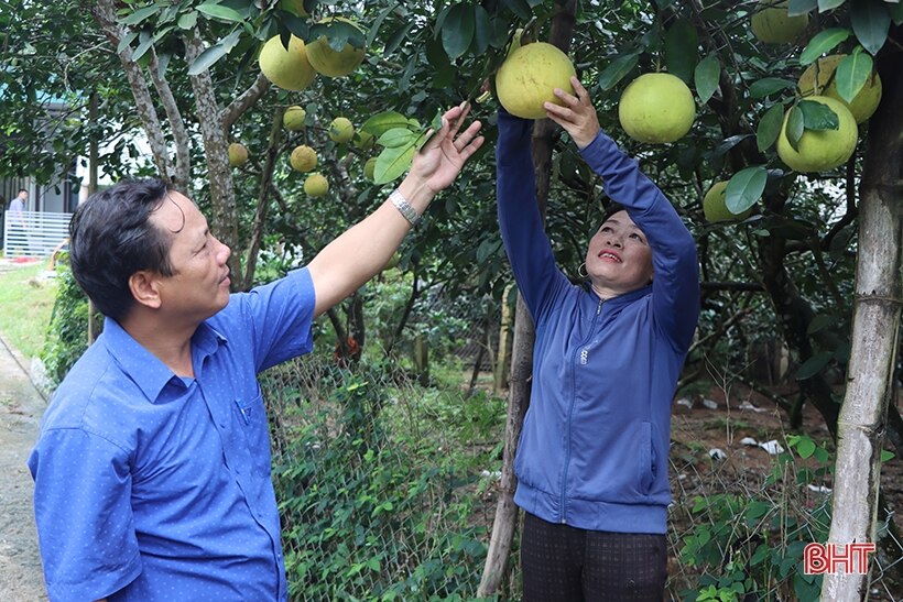 Nông dân Hà Tĩnh bắt nhịp xu hướng sản xuất nông nghiệp hữu cơ trên cây ăn quả