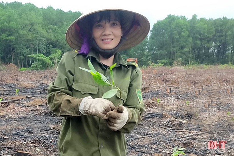 Xanh thêm những cánh rừng Hà Tĩnh