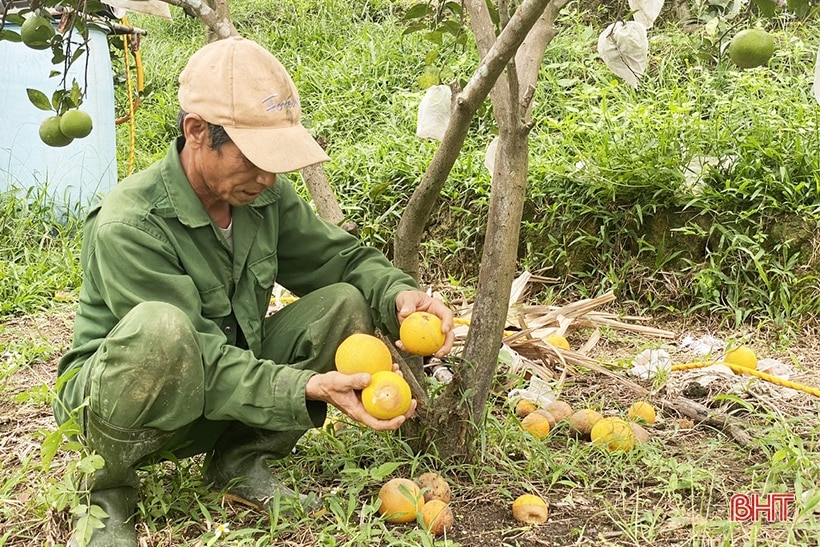 Mặc áo giáp cho cam trước mưa lớn kéo dài