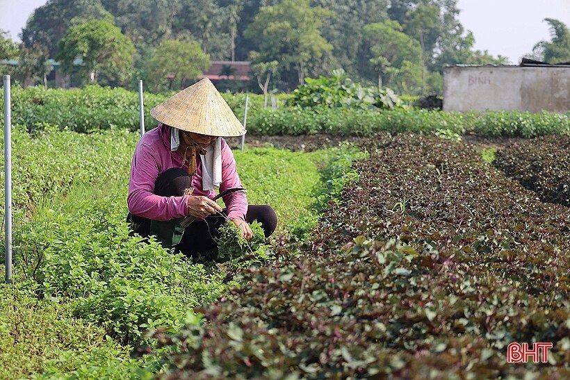 Ảnh hưởng mưa lớn, rau xanh ở Hà Tĩnh tăng giá