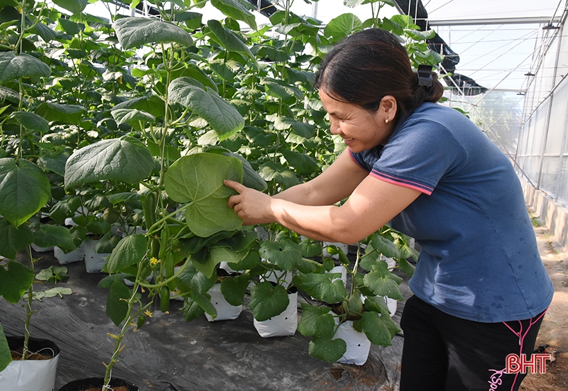 Lộc Hà linh hoạt sản xuất vụ đông né tránh thiên tai