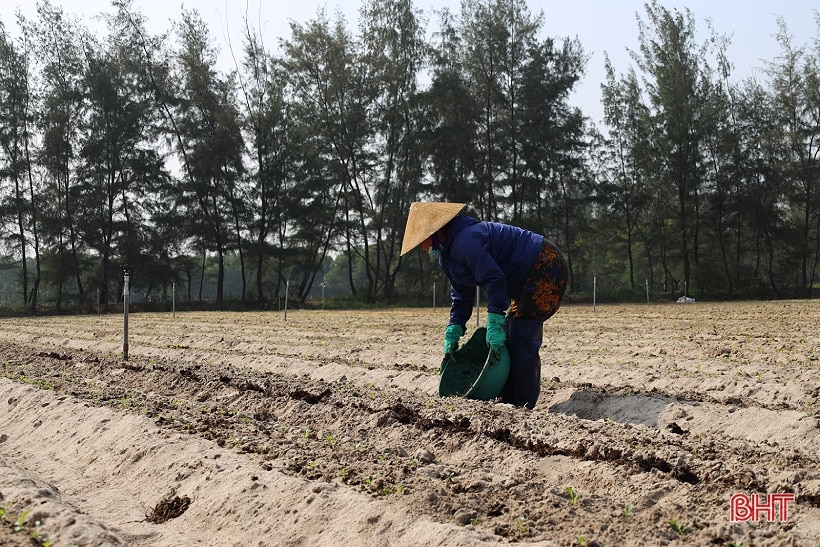 Tranh thủ trời khô ráo, nông dân Hà Tĩnh bám đồng sản xuất vụ đông