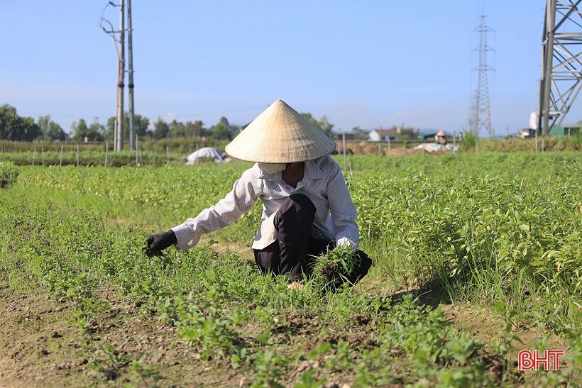 Tranh thủ trời khô ráo, nông dân Hà Tĩnh bám đồng sản xuất vụ đông