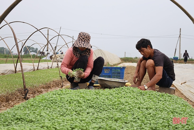 Tranh thủ trời khô ráo, nông dân Hà Tĩnh bám đồng sản xuất vụ đông