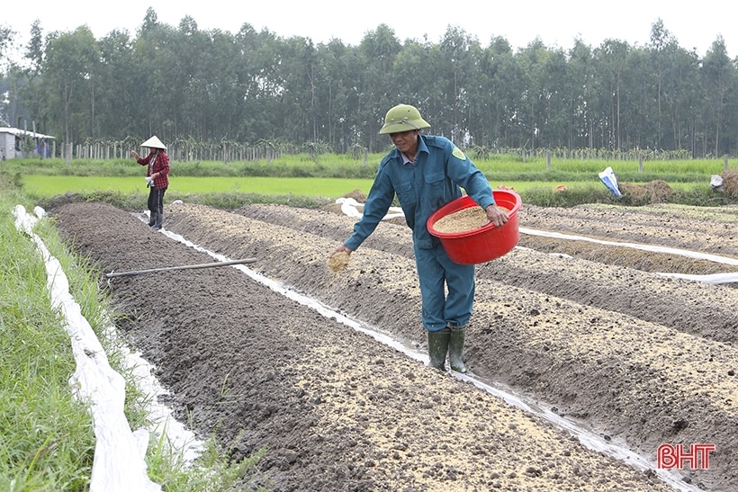 Vựa rau giống lớn nhất Hà Tĩnh sẵn sàng cung ứng hàng triệu cây vụ đông