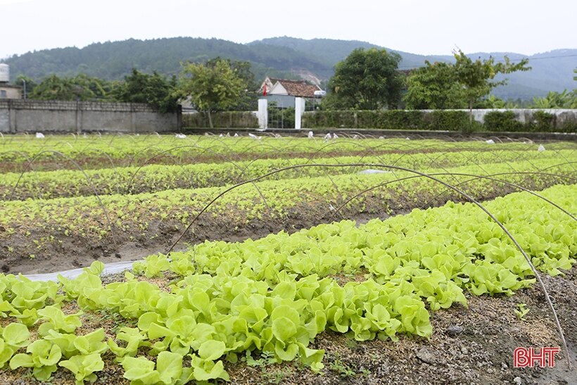 Vựa rau giống lớn nhất Hà Tĩnh sẵn sàng cung ứng hàng triệu cây vụ đông