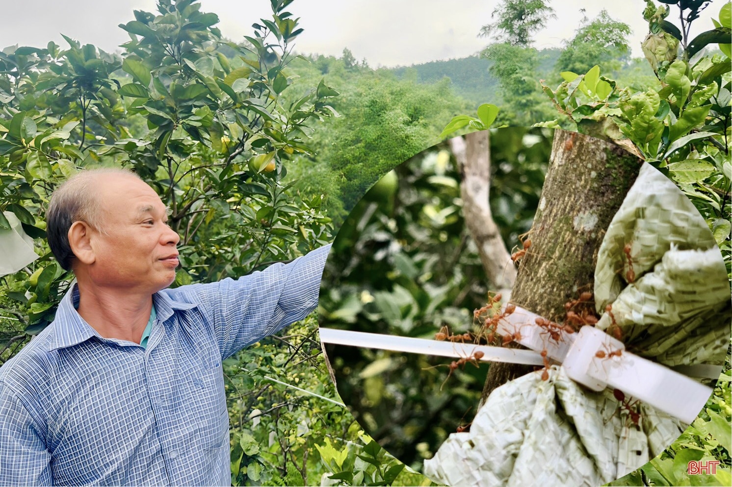 Độc lạ Vũ Quang: Nuôi kiến vàng bảo vệ cây ăn quả! 