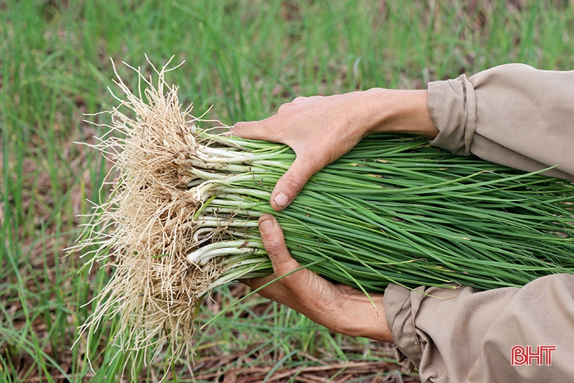 Hành tăm đầu mùa được giá, nông dân Can Lộc phấn khởi