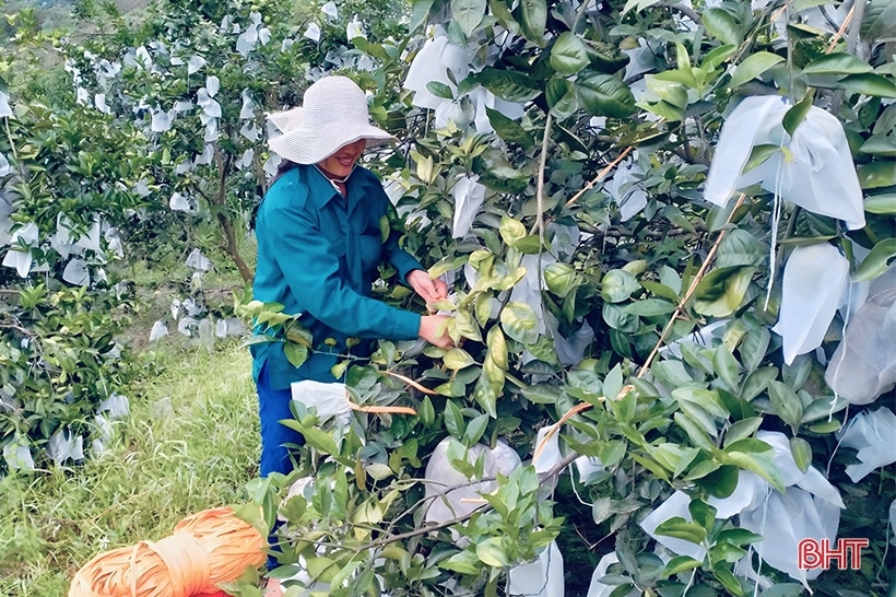 Mặc áo giáp cho cam trước mưa lớn kéo dài