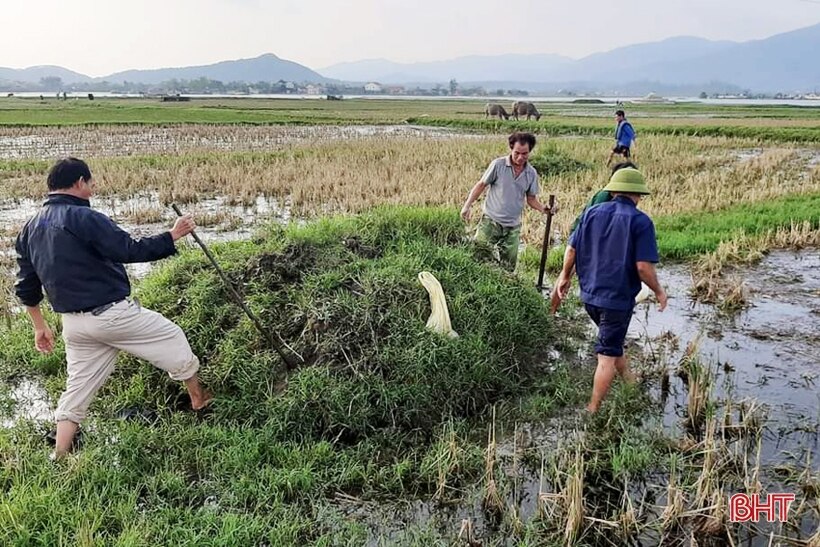 Người dân Lộc Hà tiêu diệt hơn 70 nghìn con chuột để bảo vệ mùa màng