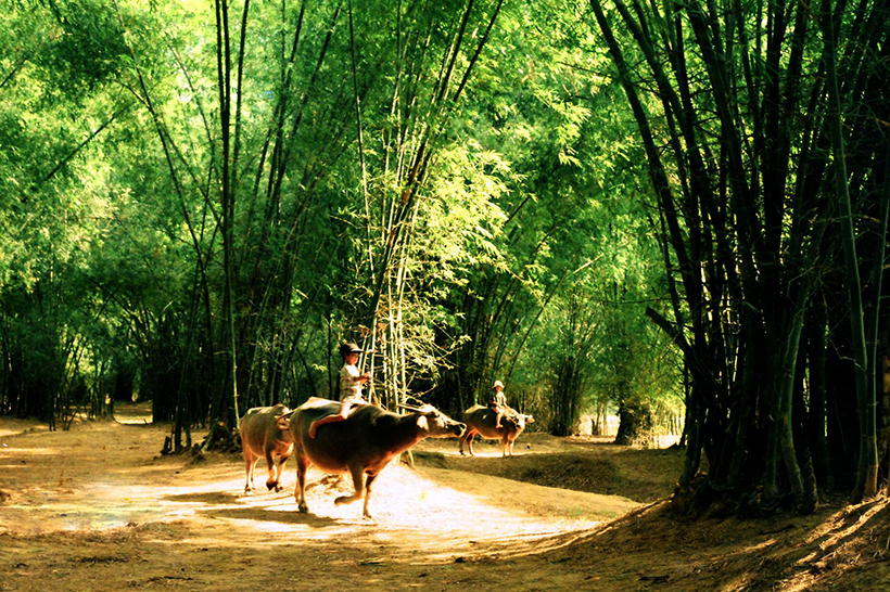 Nhớ bóng tre làng