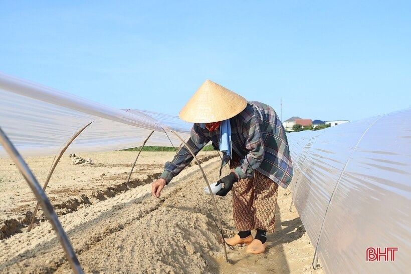 Nông dân Hà Tĩnh cướp nắng, hối hả sản xuất vụ đông