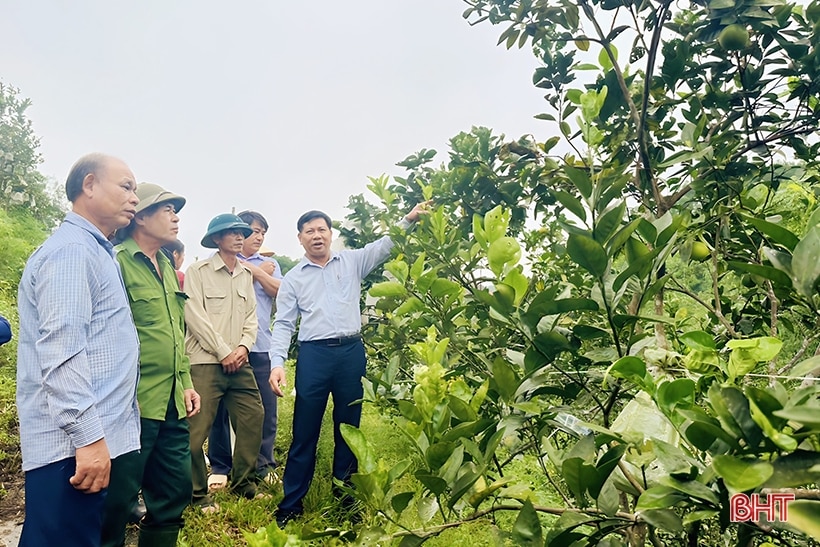 Độc lạ Vũ Quang: Nuôi kiến vàng bảo vệ cây ăn quả! 