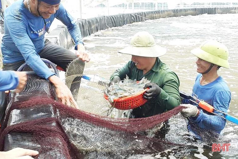 Vượt khó trong nuôi trồng, Hà Tĩnh thu gần 8.000 tấn thủy sản mặn lợ