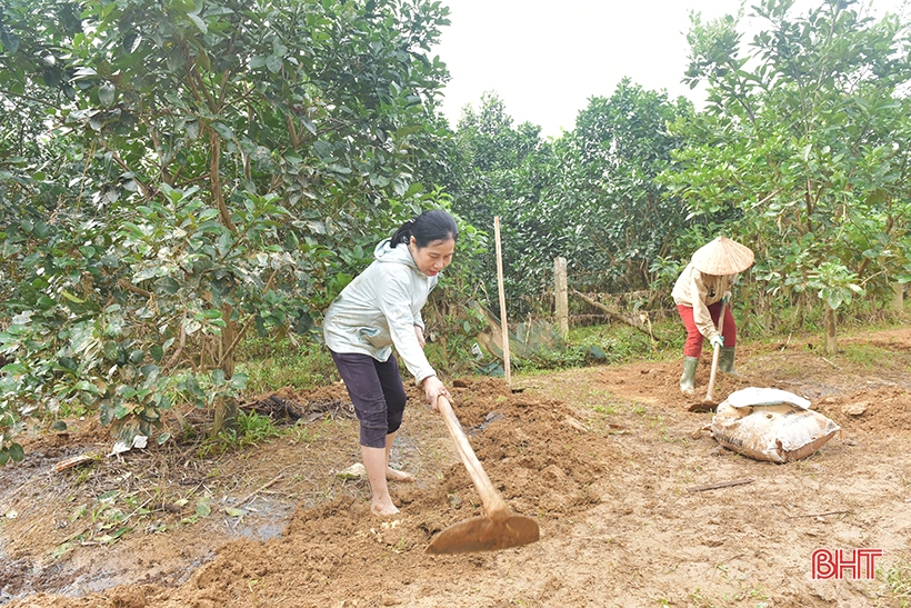 Hương Khê gấp rút hồi phục, giải độc cho cây đặc sản sau mưa lũ