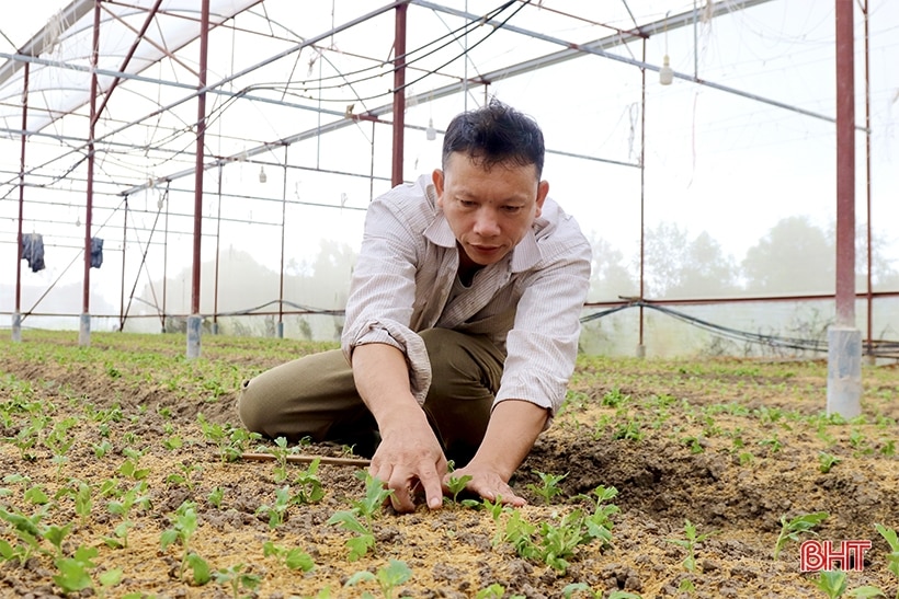 Làng hoa Lưu Vĩnh Sơn tất bật vào vụ tết