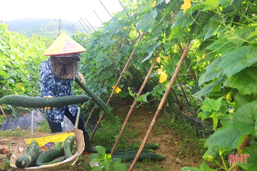 Độc lạ Vũ Quang: Trồng bí xanh hữu cơ trên đất đồi cho hiệu quả cao