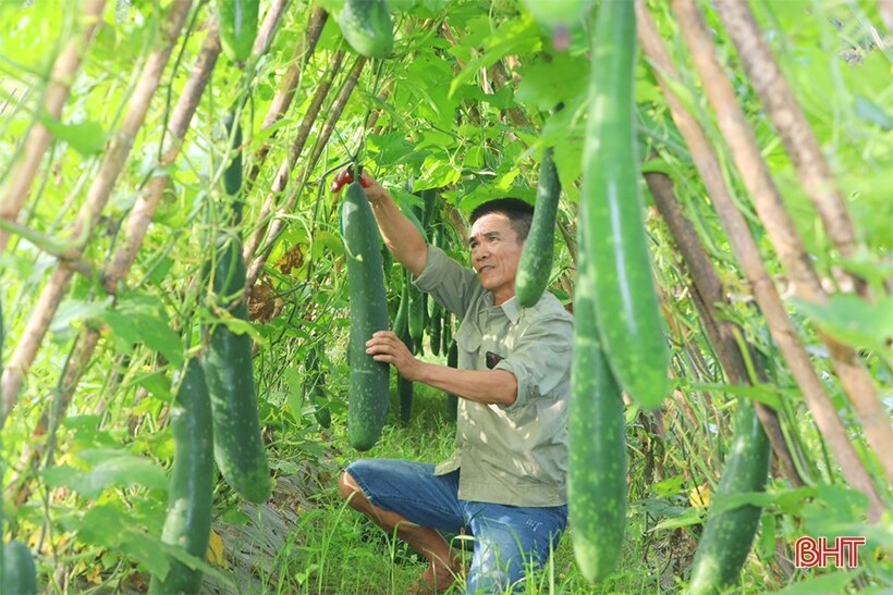 Độc lạ Vũ Quang: Trồng bí xanh hữu cơ trên đất đồi cho hiệu quả cao