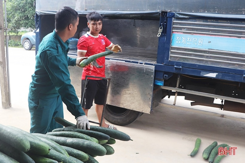 Độc lạ Vũ Quang: Trồng bí xanh hữu cơ trên đất đồi cho hiệu quả cao