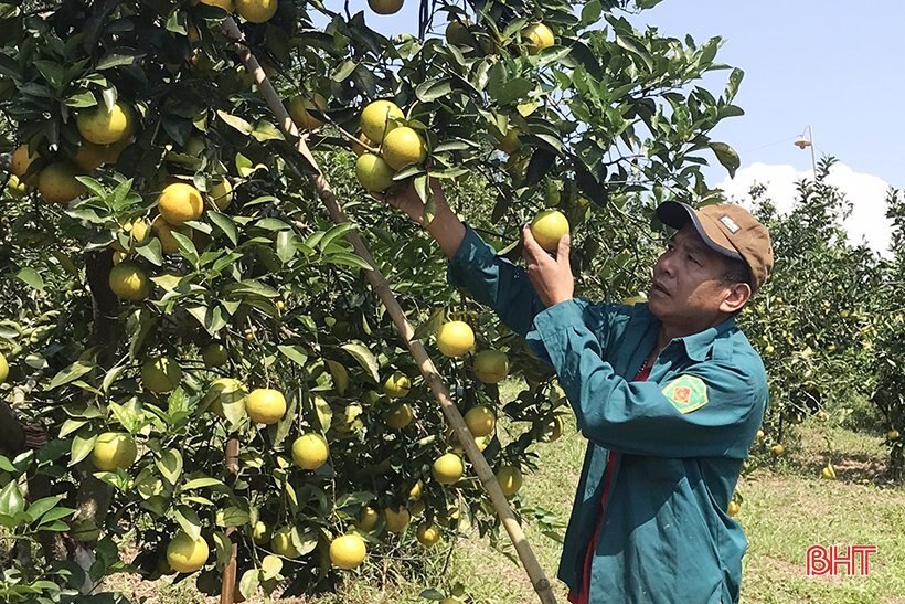 Háo hức đón chờ Lễ hội Cam và các sản phẩm nông nghiệp Hà Tĩnh