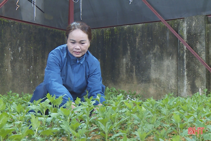 Lung linh ánh đèn trên những vườn hoa chờ tết ở Hà Tĩnh