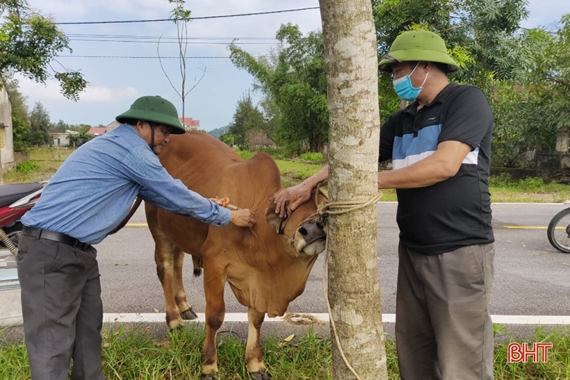 Lộc Hà “tiếp sức” phát triển đàn vật nuôi