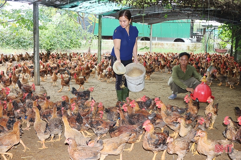 Giá gà thương phẩm ở Hà Tĩnh tăng cao, nhiều hộ tái đàn “đon” thị trường tết