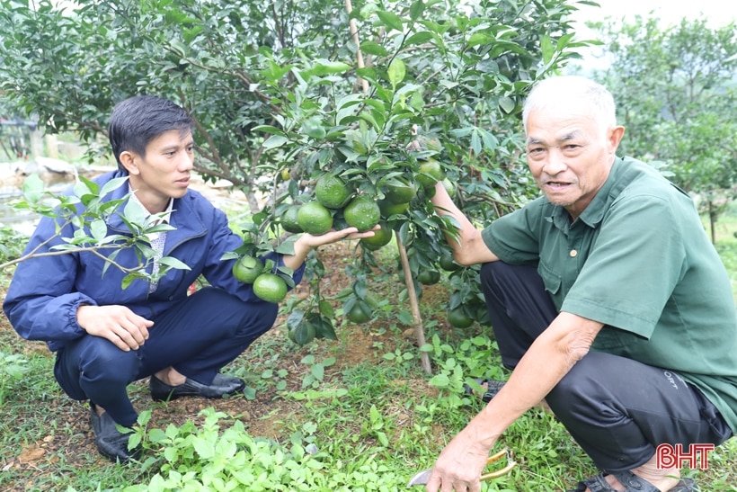 Cam chanh, cam bù trĩu quả, người dân vui như hội