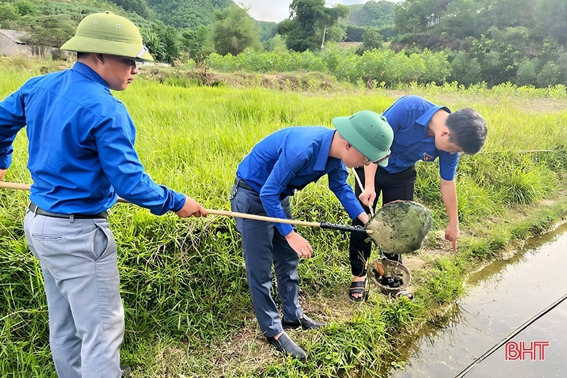 Nuôi vàng đen ở Đức Lĩnh