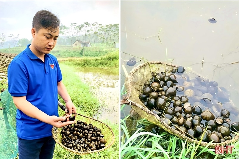 Nuôi vàng đen ở Đức Lĩnh