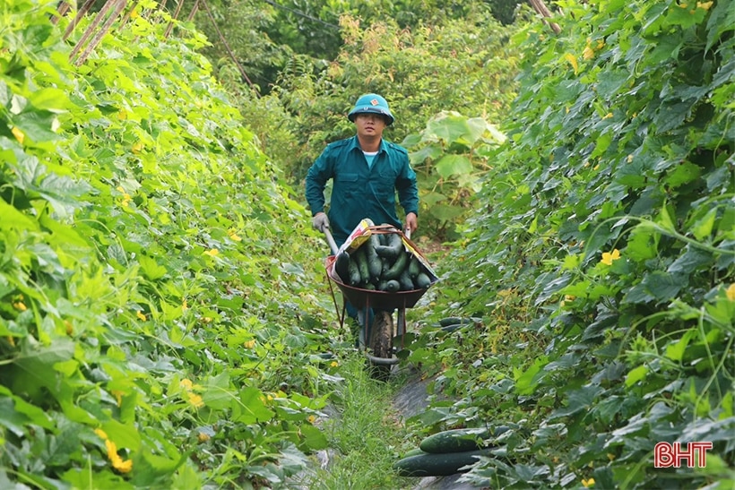 Độc lạ Vũ Quang: Trồng bí xanh hữu cơ trên đất đồi cho hiệu quả cao